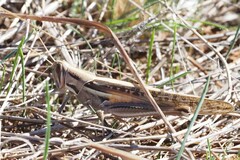 Austracris guttulosa