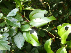Smilax china