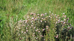 Lobostemon fruticosus