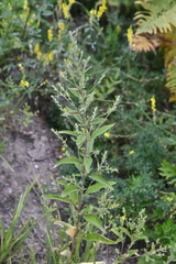 Axyris amaranthoides