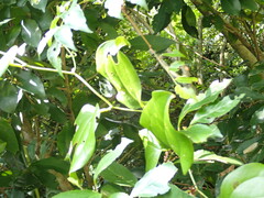 Smilax china