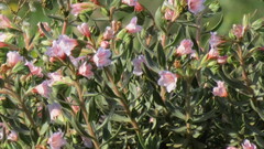 Lobostemon fruticosus