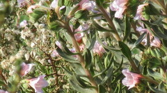 Lobostemon fruticosus