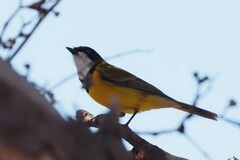 Pachycephala fuliginosa