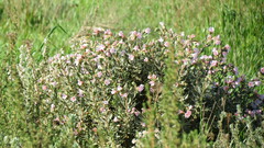 Lobostemon fruticosus