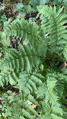 Dryopteris carthusiana