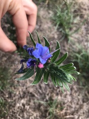 Echium