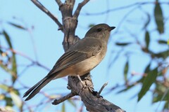 Pachycephala fuliginosa
