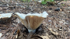 Russula brevipes