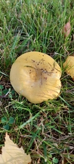 Russula