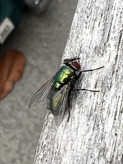 Lucilia