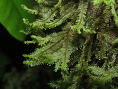 Plagiochila