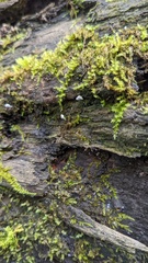 Fungi