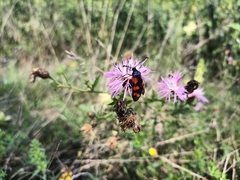 Zygaena