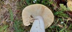 Russula