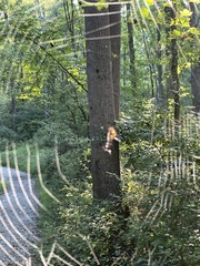 Araneidae