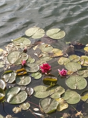 Nymphaea × marliacea