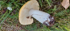 Russula