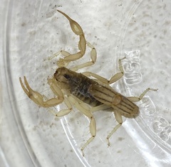 Paravaejovis spinigerus