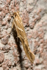 Pyroderces argyrogrammos
