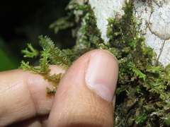 Plagiochila
