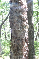 Betula dauurica