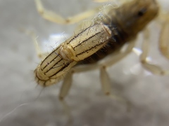 Paravaejovis spinigerus