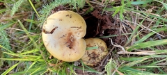 Russula