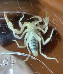 Paravaejovis spinigerus