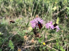 Zygaena