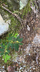 Chamaecrista nictitans