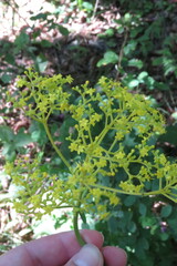 Patrinia scabiosifolia