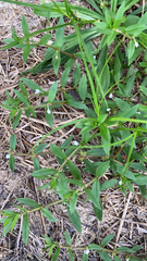 Oldenlandia corymbosa