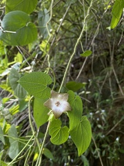 Polystemma guatemalense