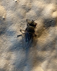 Milichiidae