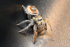 Phidippus mystaceus