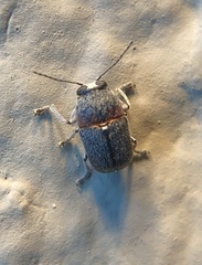 Pachybrachis thoracicus