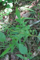Patrinia scabiosifolia
