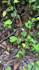 Ipomoea lacunosa