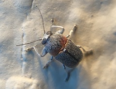 Pachybrachis thoracicus