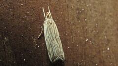 Helcystogramma hystricella