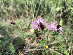 Zygaena