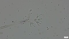 Fungi