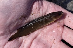 Gaidropsaridae