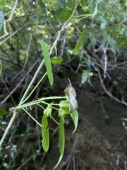Polystemma guatemalense