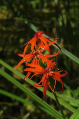 Silene wilfordii