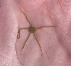 Ophiothrix fragilis