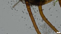 Fungi