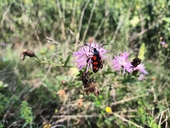 Zygaena