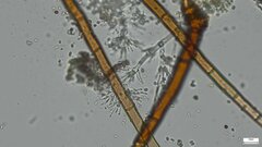 Fungi